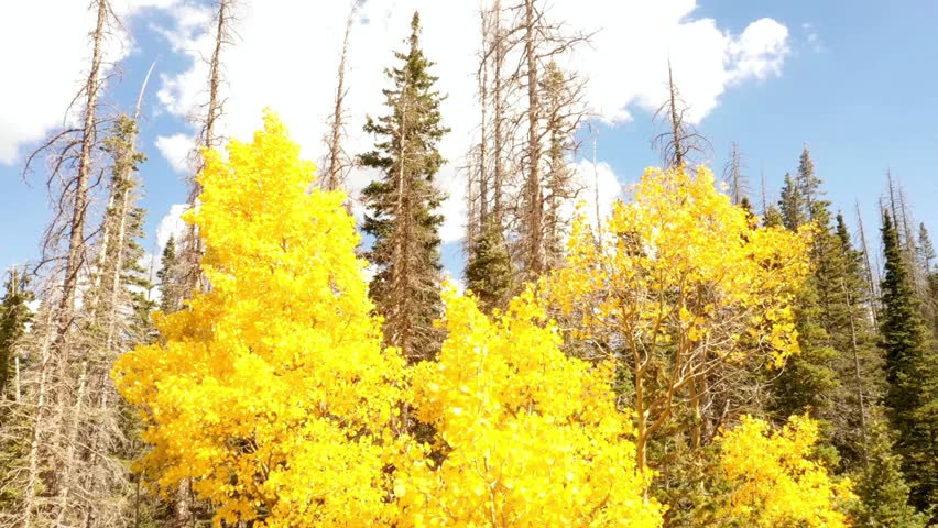 Golden aspen trees in autumn forest with vibrant yellow leaves in sunlight