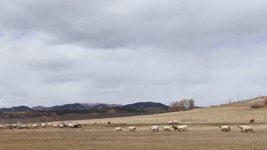 A herd of sheep grazing in a field with mountains and cloudy sky