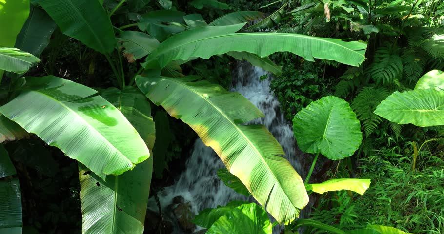 Aerial footage of beautiful tropical forest landscape in summer