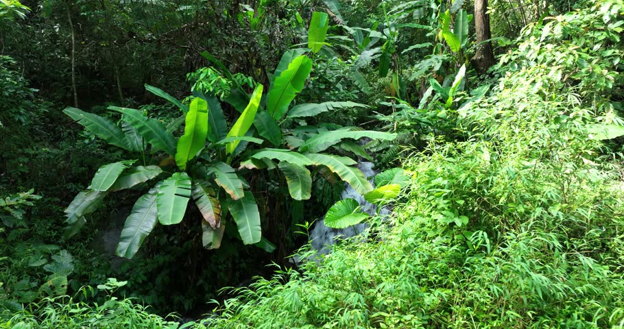 Aerial footage of beautiful tropical forest landscape in summer