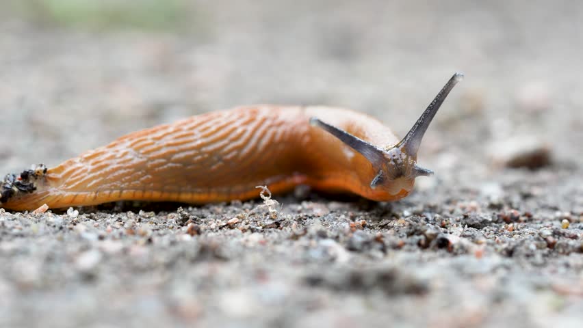 Spanish slug killer move slowly over ground on in damp area. Agricultural pest threat crops, invader consume vegetation, harmful slug as natural decomposer of dead plants, nutrient recycling