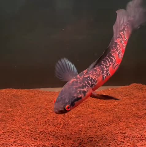 Close-up of a striking red and black patterned aquarium fish with vivid eyes, swimming gracefully over a gravel substrate.