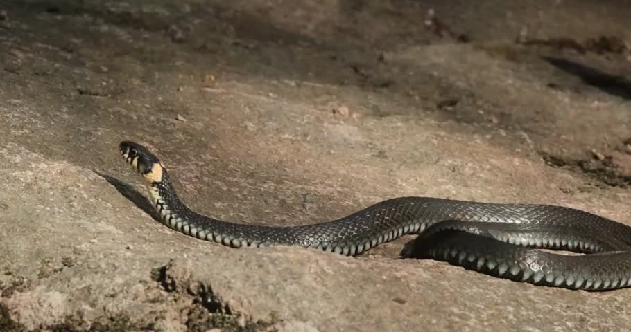 Grass Snake Crawling Over Rocky Surface