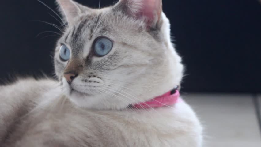 Close-Up of Cat with Blue Eyes