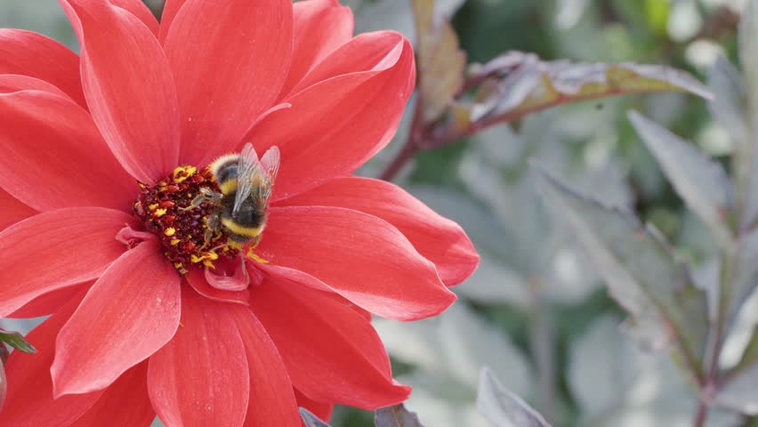 A bumblebee collects pollen from a vibrant red flower in a garden setting, captured in a steady close-up with soft natural lighting