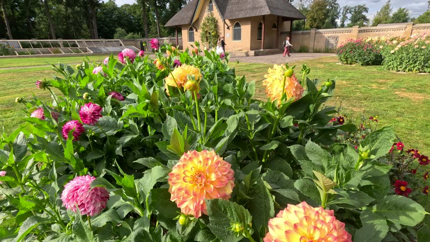 Vibrant dahlia blooms sway gently in a sunlit botanical garden, with a rustic wooden structure and manicured lawns in the background. Subtle camera movement enhances the lively, serene atmosphere