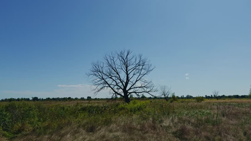 Barren Lone Tree In Field.Rural Landscape With Dead Tree.Autumn Or Summer Season.Solitary Tree Loneliness And Strength. Global Warming Climate Change. Deserted Landscape. Peaceful Solitude Empty Field