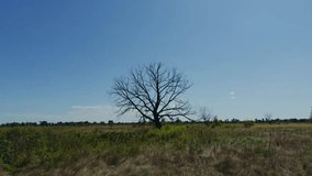 Barren Lone Tree In Field.Rural Landscape With Dead Tree.Autumn Or Summer Season.Solitary Tree Loneliness And Strength. Global Warming Climate Change. Deserted Landscape. Peaceful Solitude Empty Field - Powered by Shutterstock - Get 15% off with code: PIKWIZARD15