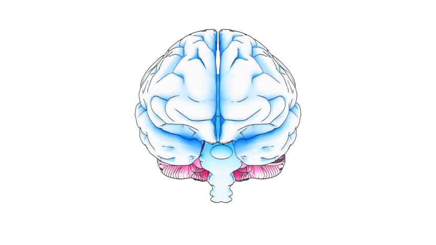 A drawing of a human brain on white background with matte