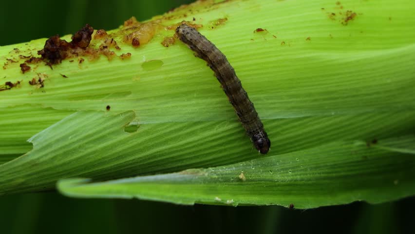 Close-up of Fall Armyworm Caterpillar on Corn Plant