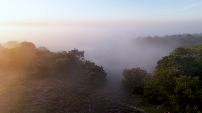 Golden sunlight illuminates fog flowing over a tranquil forest at sunrise