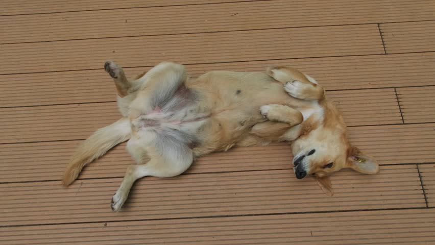 Relaxed stray dog lying on its back on wooden floor, playful pet enjoying rest outdoors, funny cute domestic animal behavior, carefree lifestyle and innocence of happy dog, concept of relaxation.
