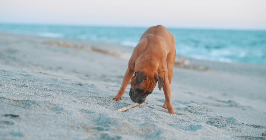 Playful boxer carrying wooden stick while walking along sandy beach, enjoying bright summer day near ocean waves