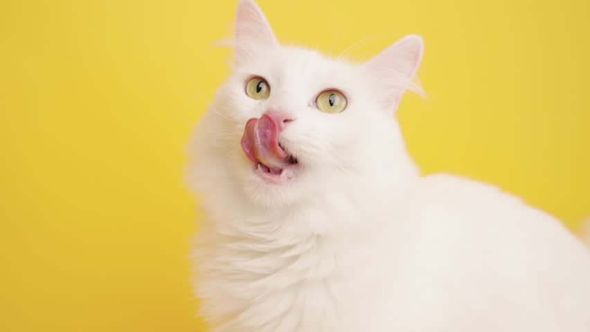 White turkish angora cat licking pink tongue, gazing upward with green eyes against vibrant yellow studio background, showcasing feline elegance and playful charm