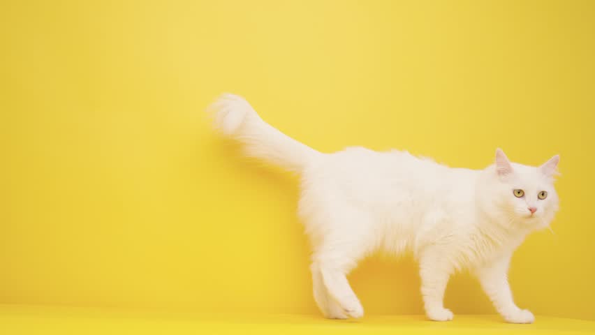 White turkish angora cat gracefully walking on a vibrant yellow background, showcasing its elegant movements