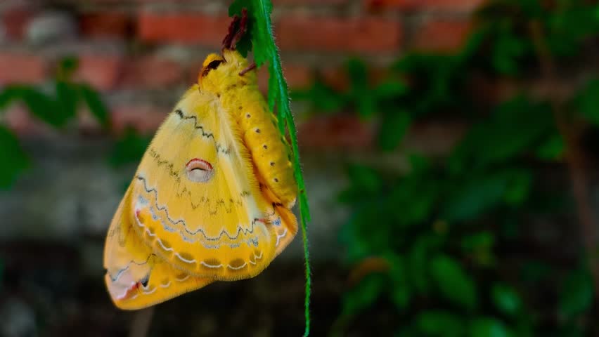 Underside wings of the Golden Emperor Moth, while perched on a fern plant. East Java, Indonesia.
