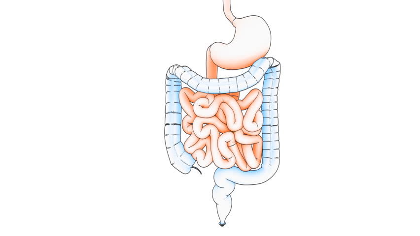 A drawing of a human intestine on white background with matte