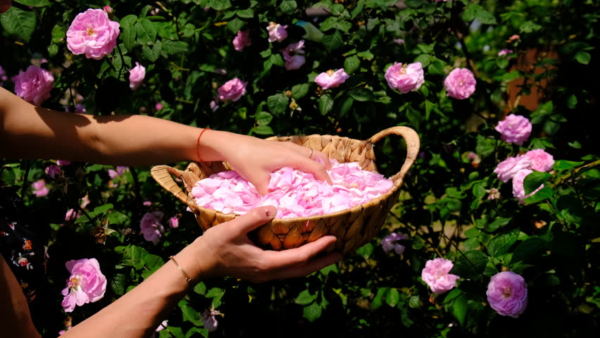 picking rose petals in the garden. Selective focus.
