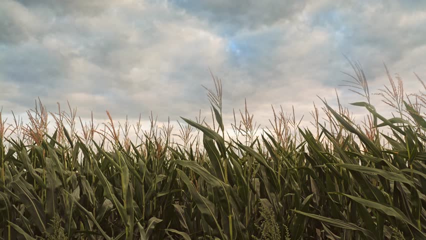 Field of ripening sweet corn plantation with moving sky clouds