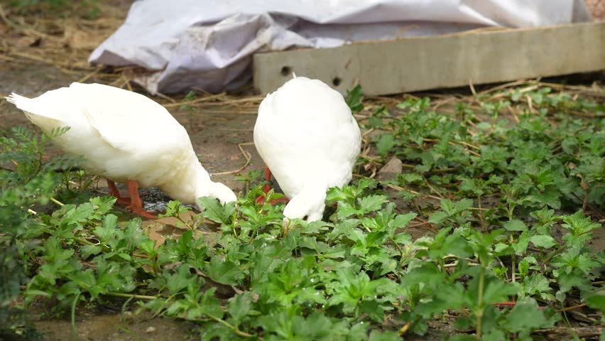 Two of white duckling are living in green nature environment at rural farmland place. Animal in nature portrait footage. 