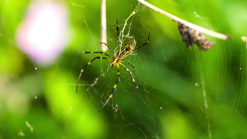 Colorful nephila clavata spider on its web. South Korea.