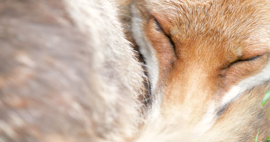 Red fox sleeping curled up, eyes closed and tail wrapped around its face, UK