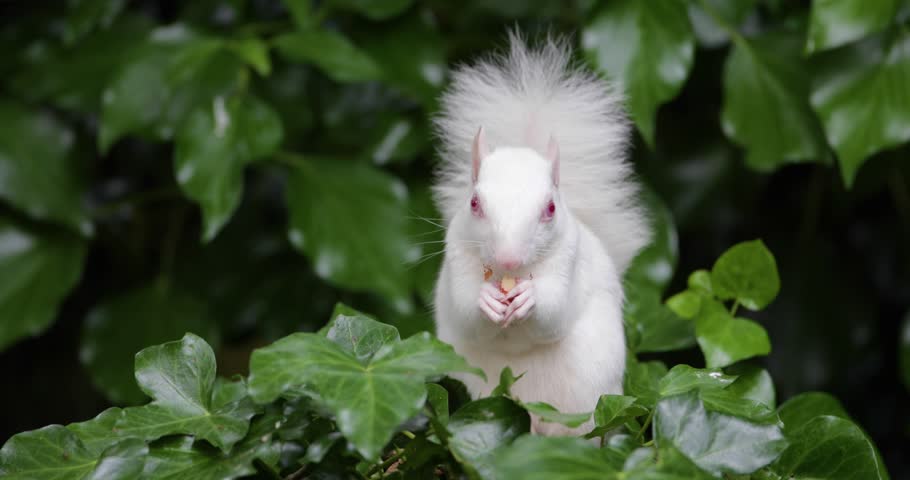 Rare albino grey squirrel with white fur and pink eyes eating a nut while sitting among green ivy leaves