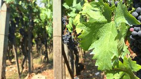 bunches of red grapes in the vineyard - Powered by Shutterstock - Get 15% off with code: PIKWIZARD15