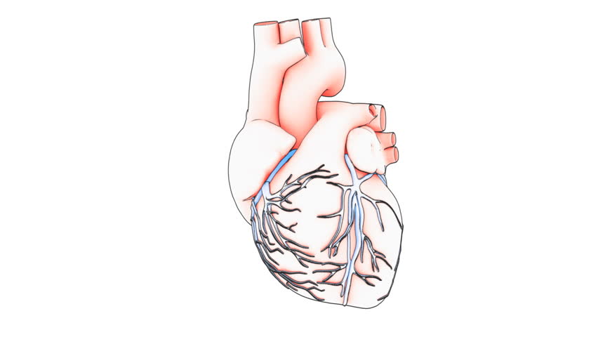 A drawing of a human heart on white background with matte
