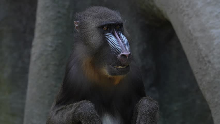 Mandrill, Mandrillus sphinx, sitting on tree branch in dark tropical forest with rock. Animal in nature habitat, in forest. Detail portrait of monkey from central Africa, forest in Gabon.