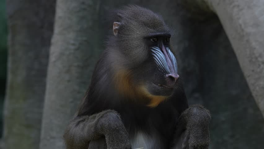 Mandrill, Mandrillus sphinx, sitting on tree branch in dark tropical forest with rock. Animal in nature habitat, in forest. Detail portrait of monkey from central Africa, forest in Gabon.