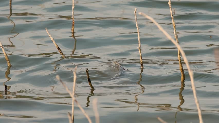 Carp fin swimming on the surface of the lake, Beniarres, Spain