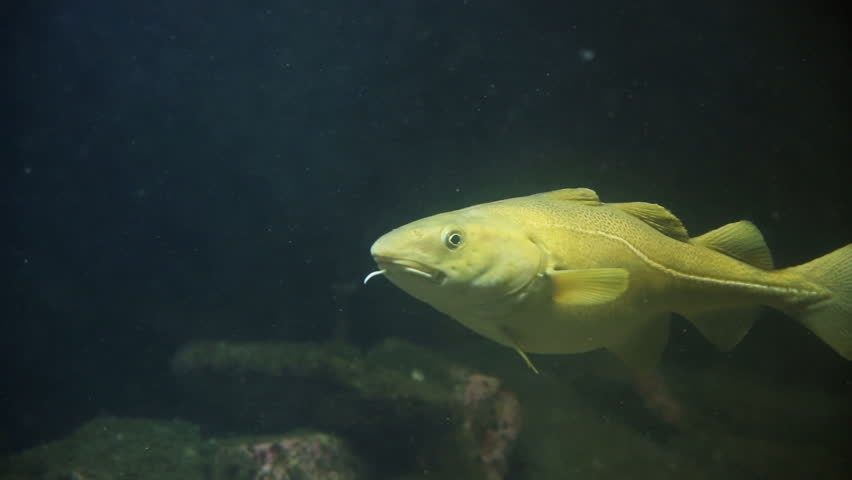 Arctic Cod fish swim in shallow water