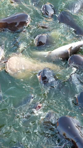Large catfish gather in pond water while feeding. Pelleted food floats on lake surface. Aquatic animals create ripples. Concept of animal care, aquaculture, farm pond or pet zoo