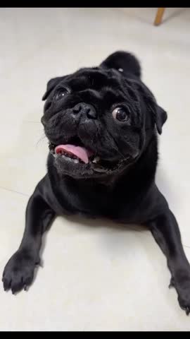 Happy and Playful Black Pug with its Tongue Out.