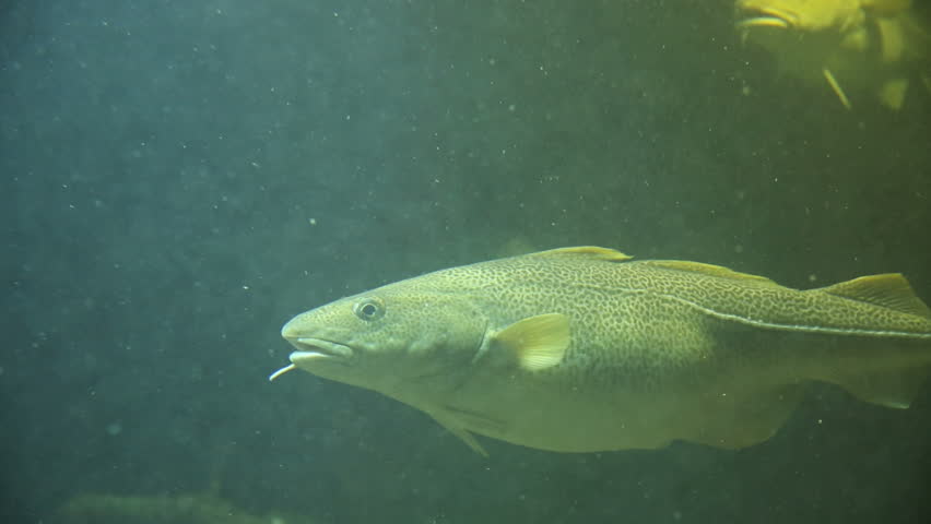 Arctic Cod fish swim in shallow water
