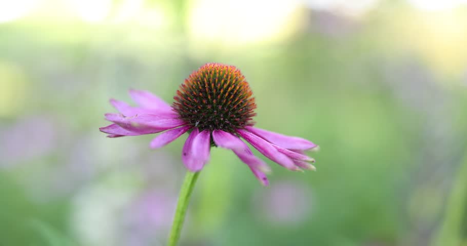 Beautiful pink Echinacea flower blooming outdoors, closeup