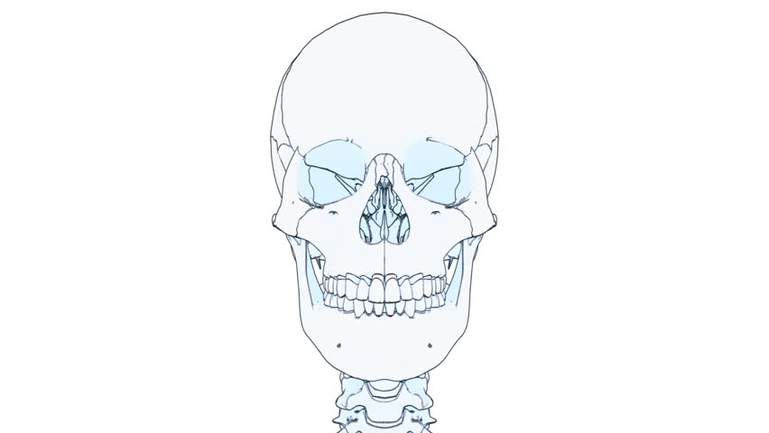 A drawing of a human skeleton on white background with matte