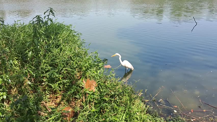 White heron standing on the lake looking for fish