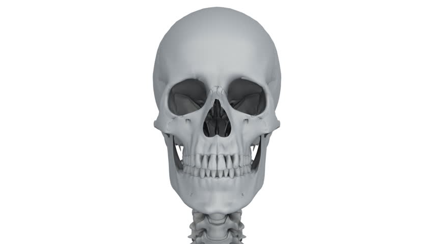 A model of human skeleton isolated on white with matte