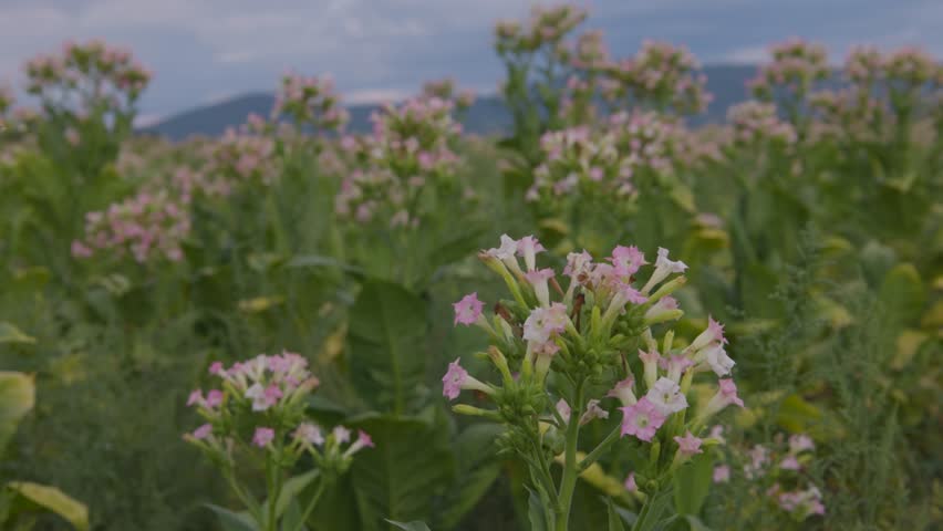 Field of blooming Nicotiana tabacum in the highlands