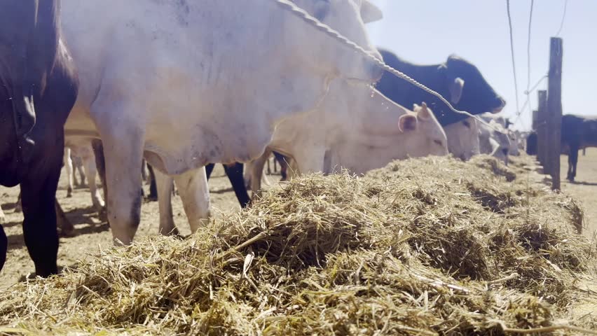 Animals and feed in feedlot system. High technology in animal nutrition a confinement