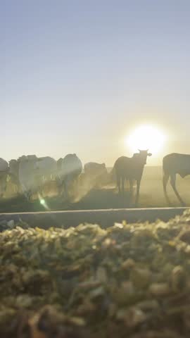 Animals and feed in feedlot system. High technology in animal nutrition a confinement. Wonderfull sunset on feedlot