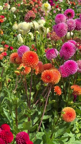 Many Dahlia colorful flowers in rustic garden in sunset sunlight background. 