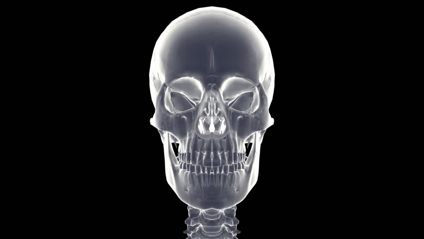 A x-ray human skeleton with matte