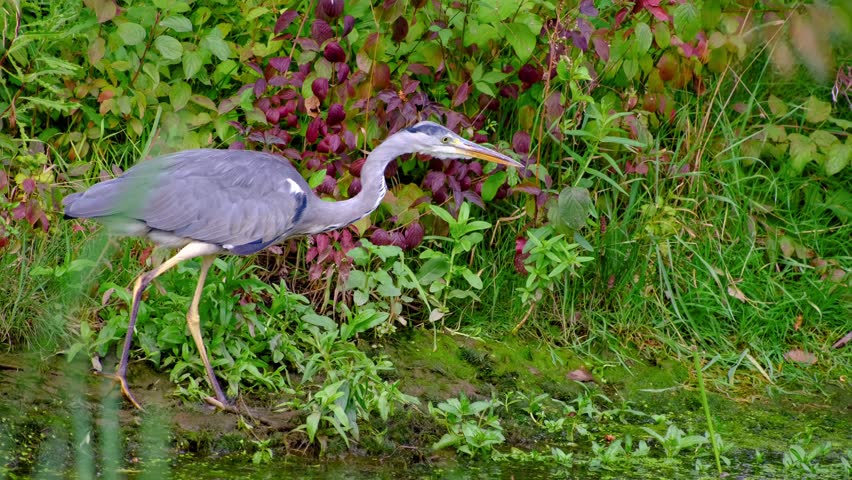 Close-up video of a grey heron walking slowly along the water’s edge, looking for prey