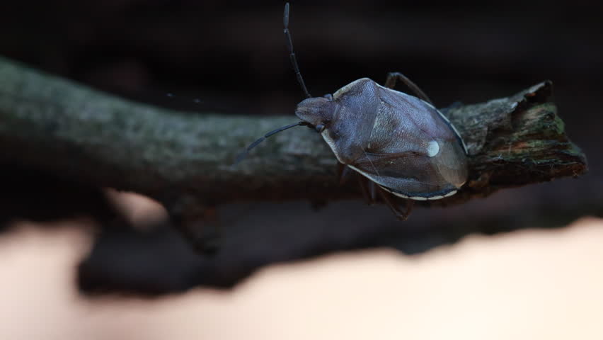 Detailed Macro Video of a Tree Shield Bug Resting on a Wooden Twig in Its Natural Habitat, Captured with a Gradual Camera Zoom to Highlight the Insect
