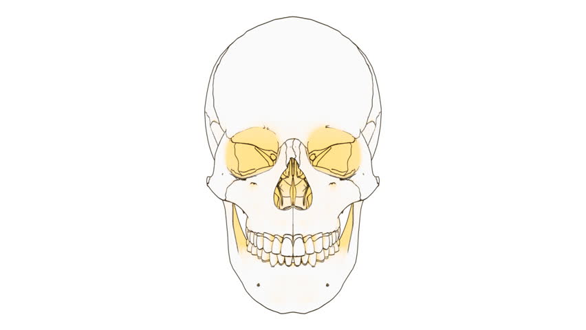 A drawing of a human skull on white background with matte