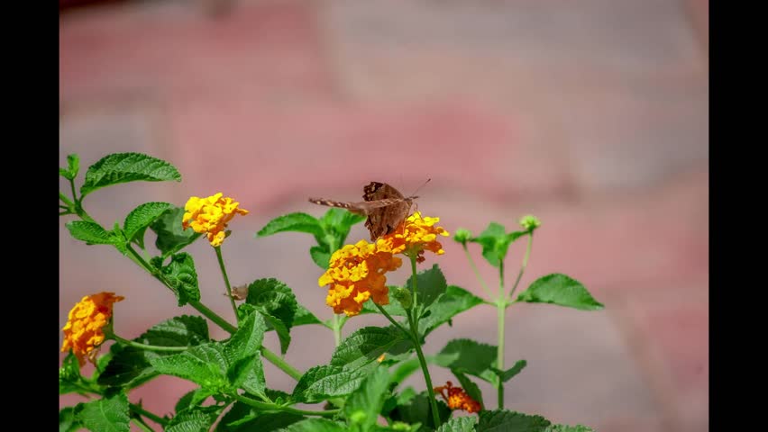 Beautiful Butterfly Slideshow for Presentation