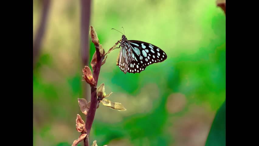 Beautiful Butterfly Slideshow for Presentation